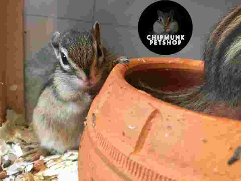 chipmunk_16276500833nbpDb.jpeg